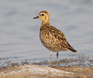 Сүвээцагаан (Азийн сүвээцагаан)